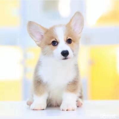 赤峰狗狗柯基出售電話號碼是多少-第1張圖片