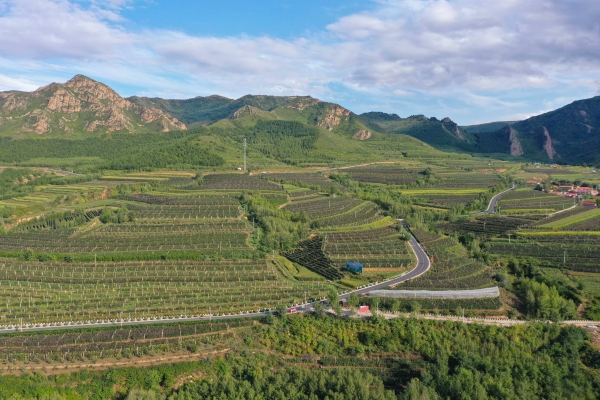 赤峰野山葡萄批發(fā)電話是多少號-第1張圖片