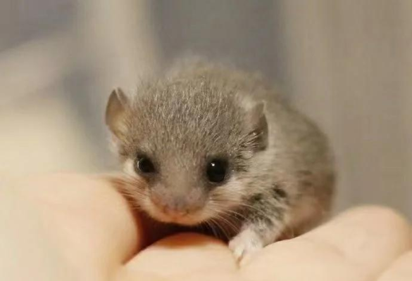 赤峰睡鼠店鋪在哪里啊電話號碼-第1張圖片