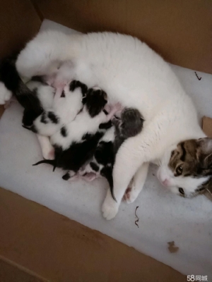 赤峰同城領(lǐng)養(yǎng)貓貓電話多少號(hào)-第1張圖片