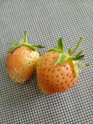 赤峰佳友草莓園電話多少號(hào)-第1張圖片