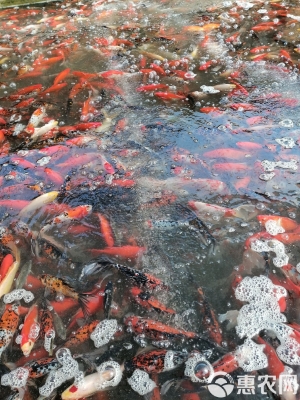 赤峰金魚養(yǎng)殖場電話多少號-第1張圖片