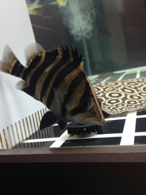 赤峰周邊賣缸魚的地方電話號碼-第1張圖片