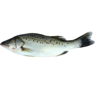 赤峰冰鮮水產批發(fā)電話地址查詢-第1張圖片