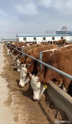 赤峰速凍牛肩肉批發(fā)電話地址-第1張圖片