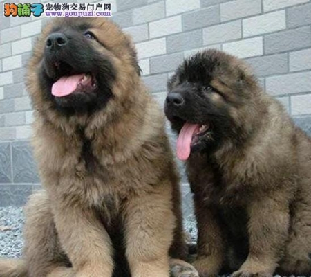 赤峰買狗賣狗電話號(hào)碼多少-第1張圖片