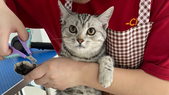 赤峰三道街寵物店電話號碼-第1張圖片