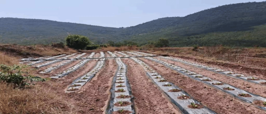 赤峰太平地鎮(zhèn)土地局電話號碼-第1張圖片