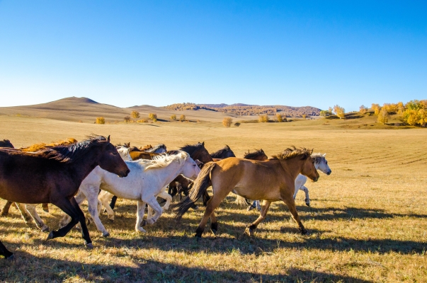 赤峰去佟二堡的車電話-第1張圖片