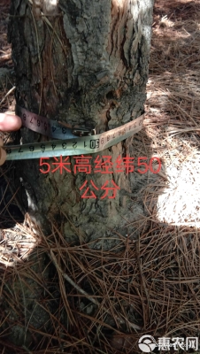 赤峰油松樹苗出售電話是多少號-第1張圖片