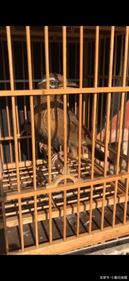 赤峰畫眉鳥店電話號碼查詢是多少-第1張圖片