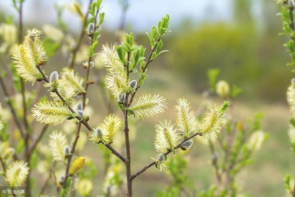 赤峰收購柳樹芽子電話號碼是多少-第1張圖片