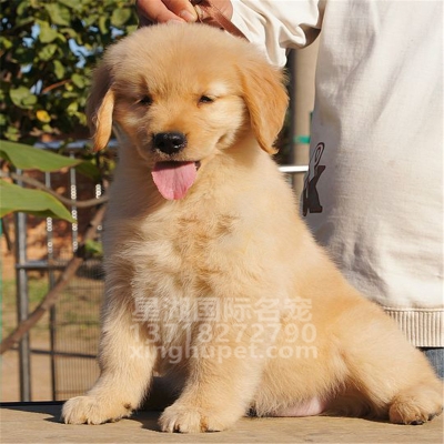 赤峰賣(mài)大毛犬狗狗電話多少號(hào)-第1張圖片