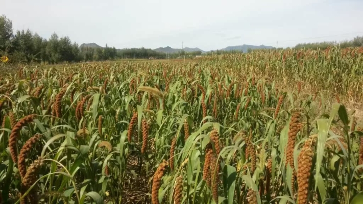 赤峰批發(fā)面包磚廠家電話號(hào)碼-第1張圖片