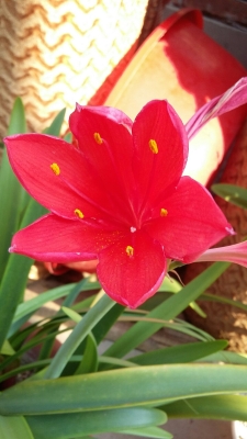 赤峰市紅旗商廈電話號(hào)碼查詢(xún)-第1張圖片