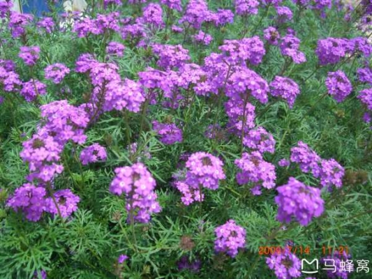 赤峰錦山彩虹社區(qū)電話號(hào)碼是多少-第1張圖片