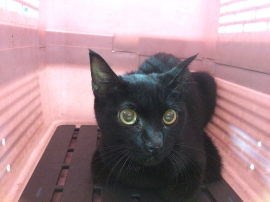 赤峰松山區(qū)丟貓電話地址是多少-第1張圖片