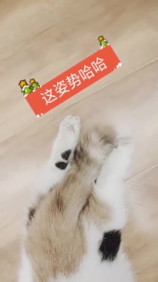 赤峰貓咪養(yǎng)殖場(chǎng)電話多少號(hào)-第1張圖片