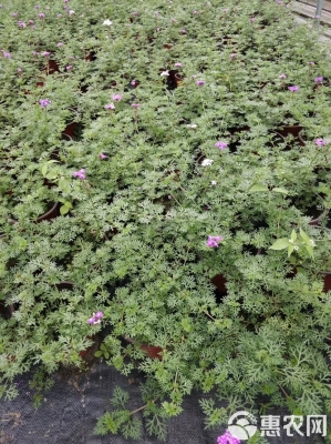 赤峰美女櫻杯苗商家電話-第1張圖片