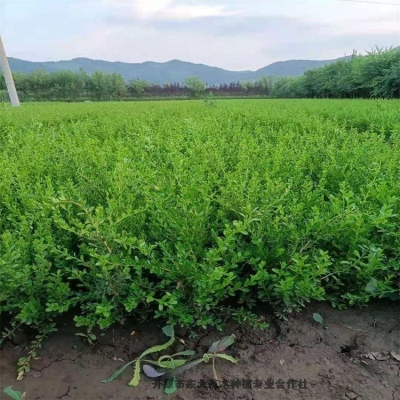 赤峰種植基地電話多少啊-第1張圖片