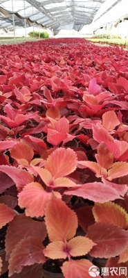 赤峰進(jìn)口彩葉草批發(fā)電話(huà)號(hào)碼-第1張圖片