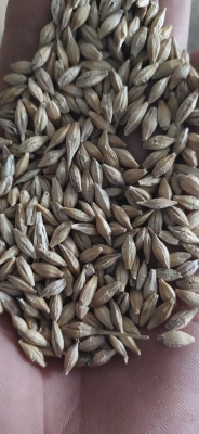 赤峰大麥批發(fā)電話號(hào)碼多少號(hào)-第1張圖片