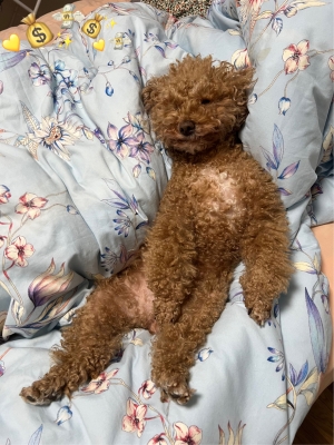 赤峰市內(nèi)寵物醫(yī)院電話地址查詢-第1張圖片