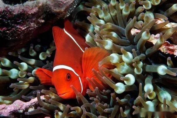 赤峰繁殖小丑魚(yú)基地電話號(hào)碼-第1張圖片