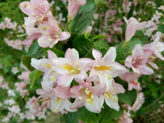 赤峰寧城縣東方園林公司電話號碼-第1張圖片