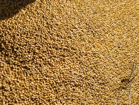 赤峰谷子種子出售電話是多少號-第1張圖片