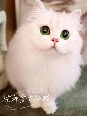 赤峰金吉拉修理電話號碼查詢-第1張圖片