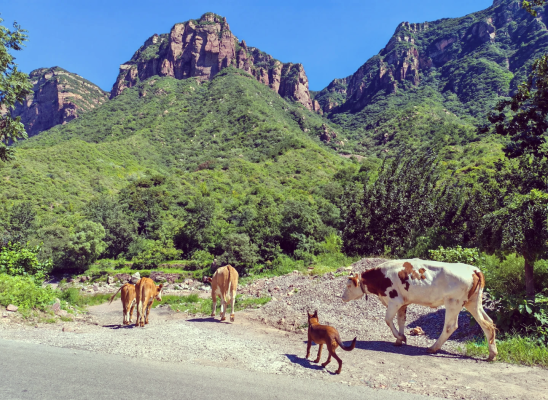 赤峰錦山拆車(chē)廠電話多少號(hào)-第1張圖片