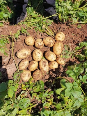 赤峰小吃街土豆片店電話號碼-第1張圖片