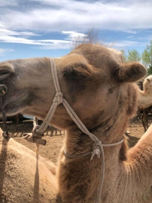 赤峰奇哥理發(fā)店地址電話號碼-第1張圖片