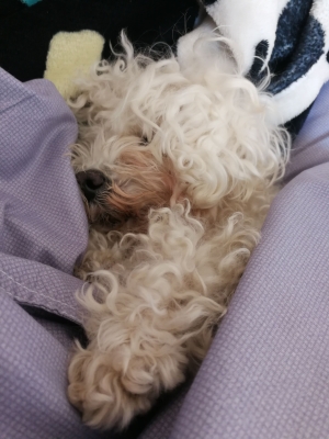 赤峰機場路寵物店電話號碼-第1張圖片