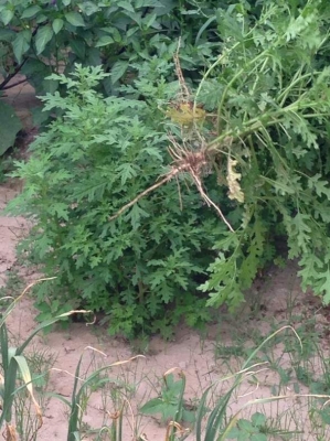 赤峰賣(mài)桑拿板電話多少號(hào)碼-第1張圖片