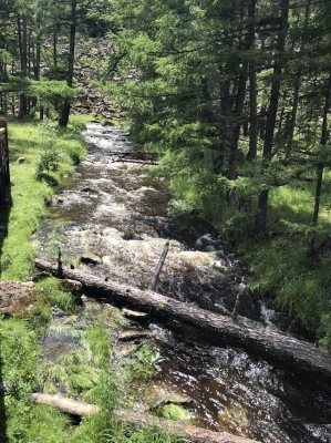 赤峰市森林公安舉報電話多少-第1張圖片