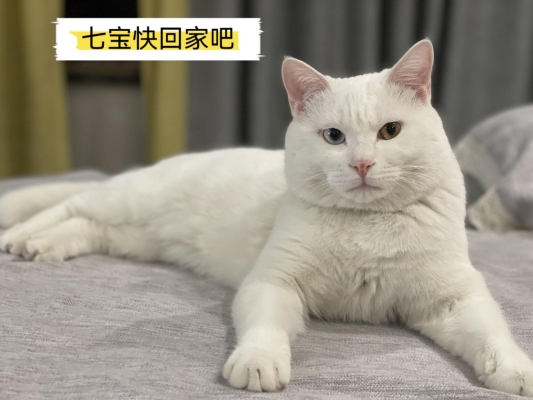 赤峰市送小貓電話號碼查詢-第1張圖片