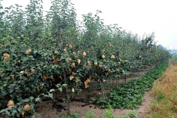 赤峰黃桃水果種植基地電話號(hào)碼-第1張圖片