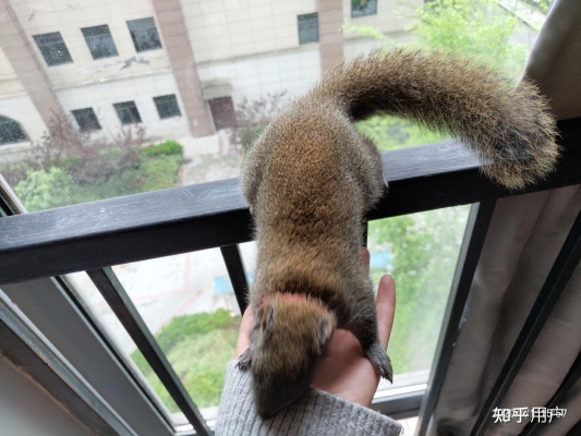 赤峰寵物松鼠基地電話多少號(hào)-第1張圖片