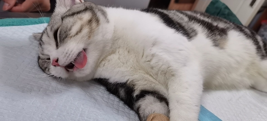 赤峰明洋動(dòng)物診所電話號(hào)碼查詢-第1張圖片