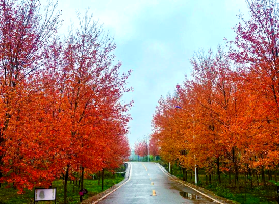 赤峰古楓美發(fā)電話號碼查詢-第1張圖片