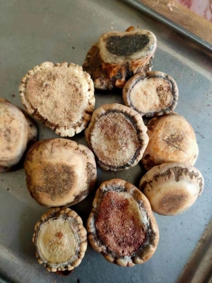 赤峰中藥廠藥渣批發(fā)電話號(hào)碼-第1張圖片