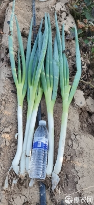 赤峰飼草料批發(fā)電話號(hào)碼查詢-第1張圖片