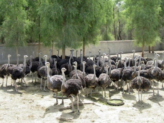 赤峰市鴕鳥養(yǎng)殖場電話-第1張圖片