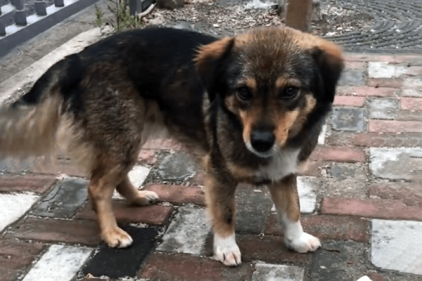 赤峰收流浪狗的地方電話號(hào)碼-第1張圖片