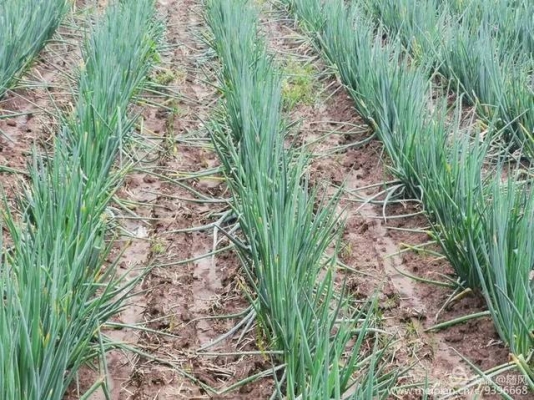 赤峰蔥田培土廠電話多少號(hào)-第1張圖片