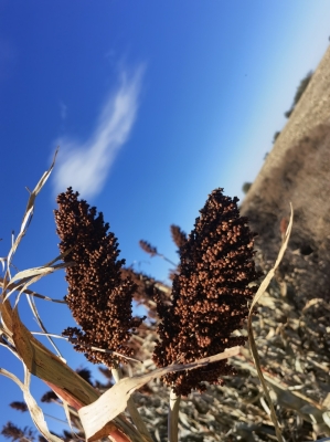 赤峰高粱秸稈回收公司電話號(hào)碼-第1張圖片