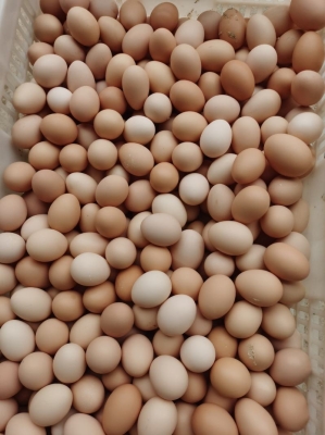 赤峰雙黃雞蛋批發(fā)市場電話號碼-第1張圖片