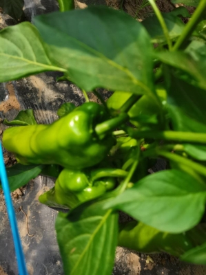 赤峰宜鮮食品廠電話地址查詢-第1張圖片